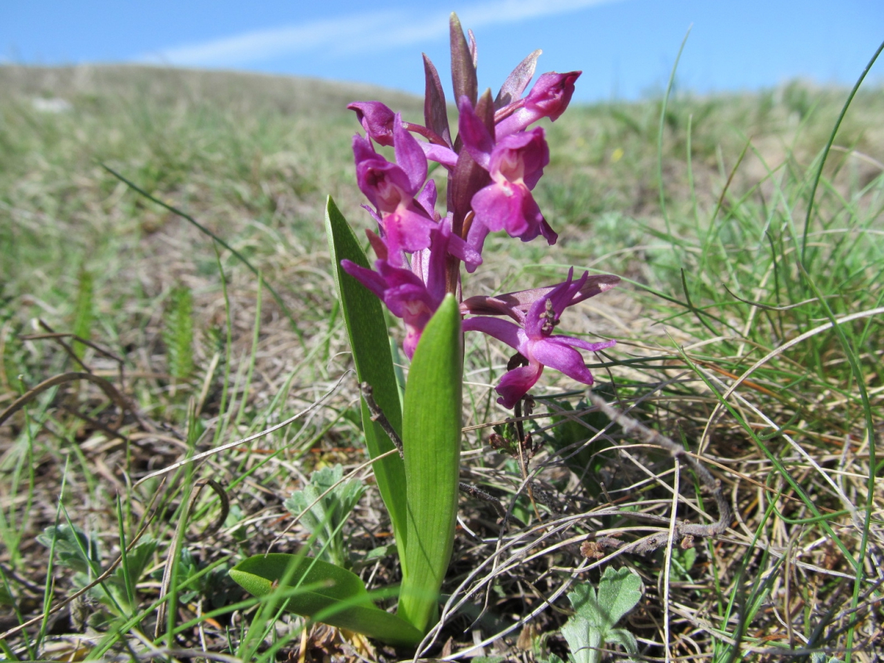Dactylorhiza sambucina