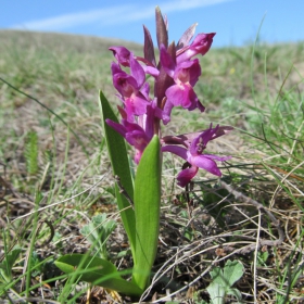 Dactylorhiza sambucina