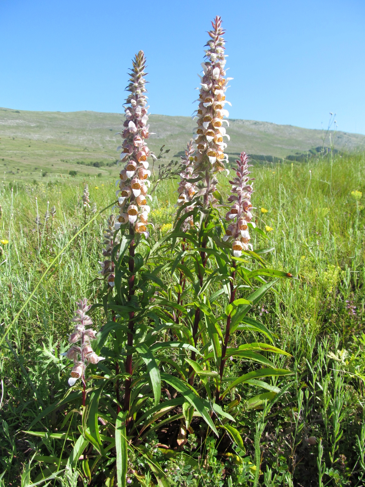 Digitalis lanata