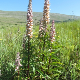 Digitalis lanata