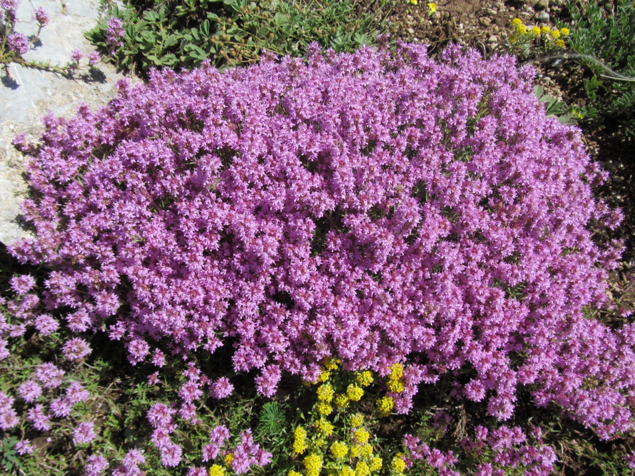 Thymus serpyllum