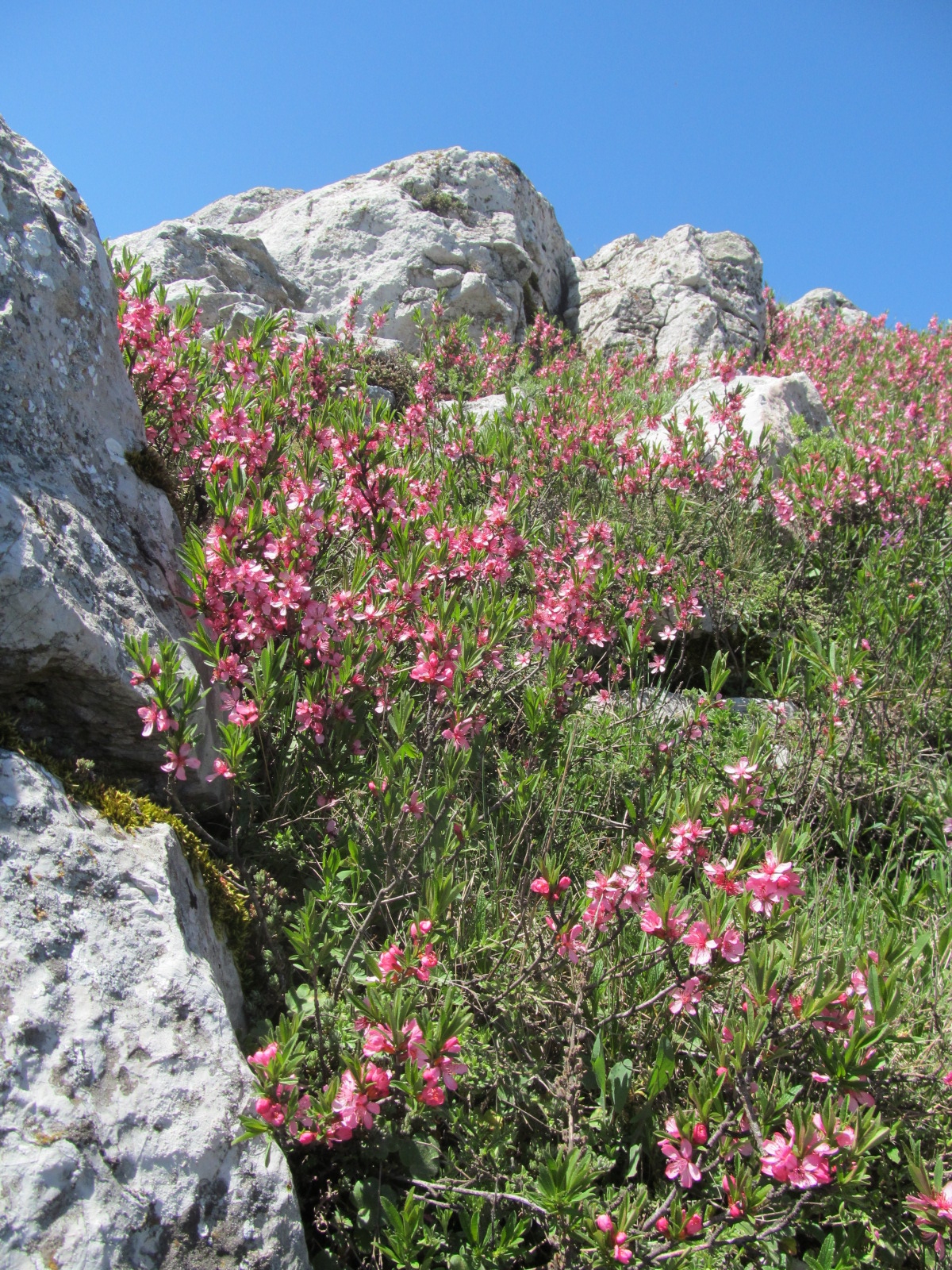 Amygdalus nana