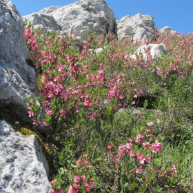 Amygdalus nana