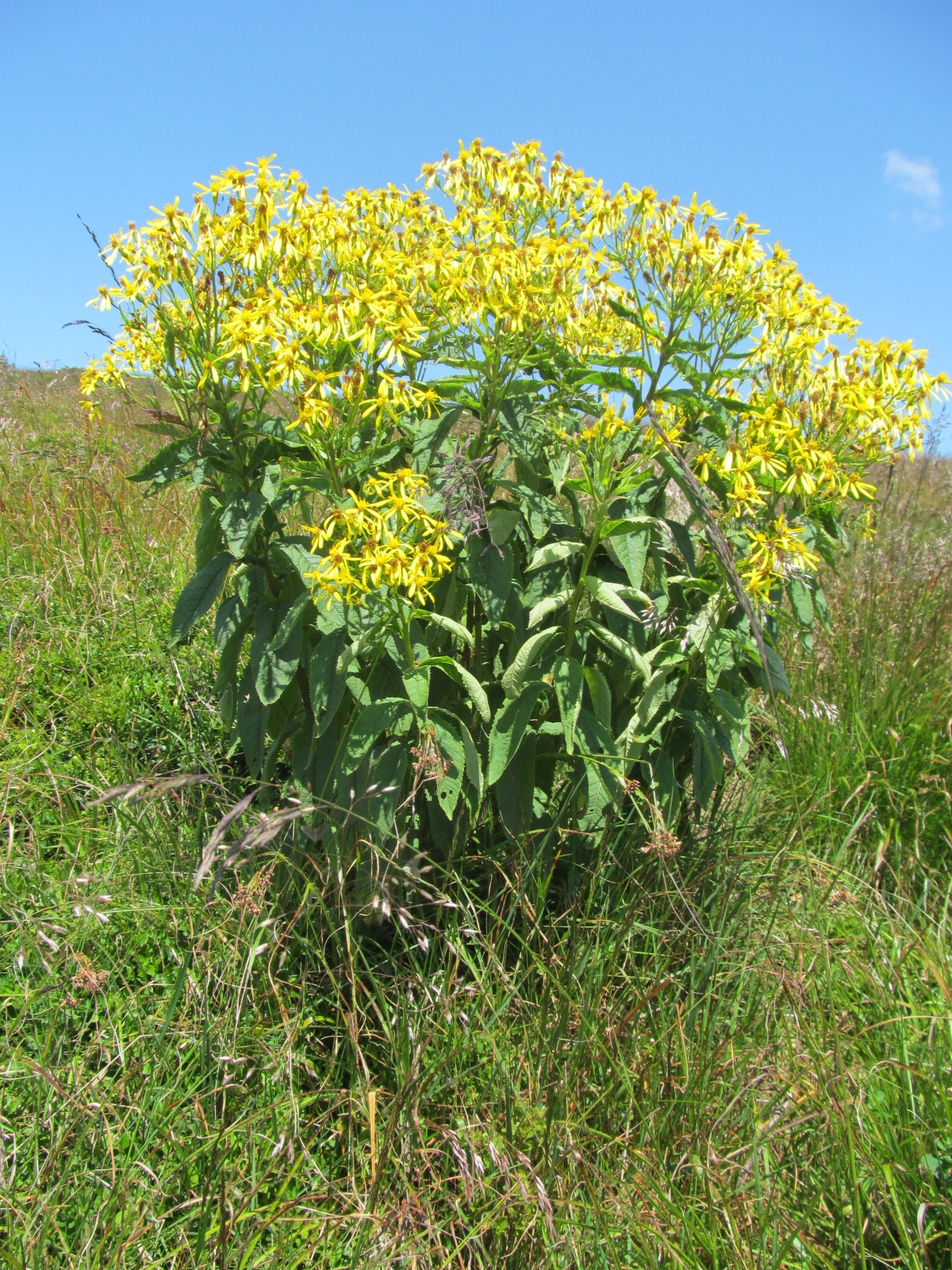 Senecio ovatus