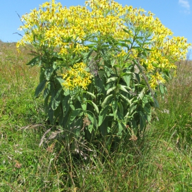 Senecio ovatus