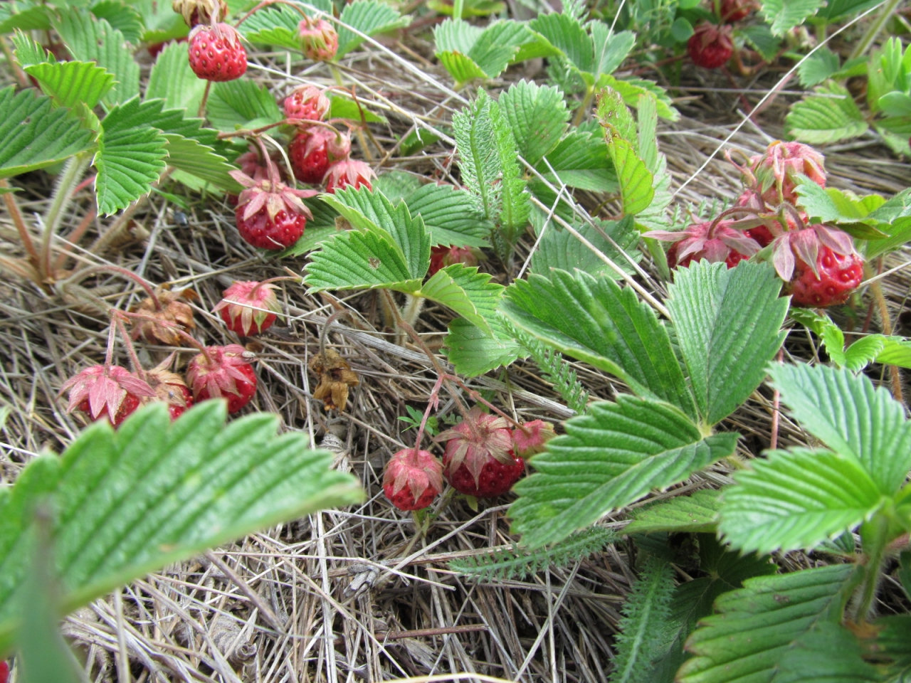 Fragaria viridis