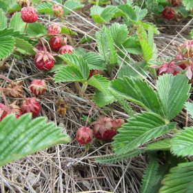 Fragaria viridis