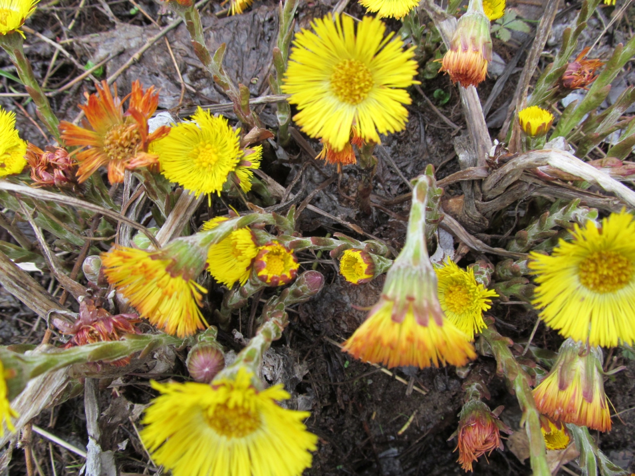 Tussilago farfara