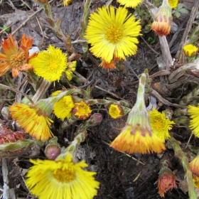 Tussilago farfara