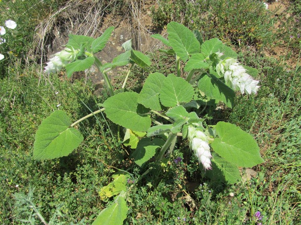 Salvia sclarea