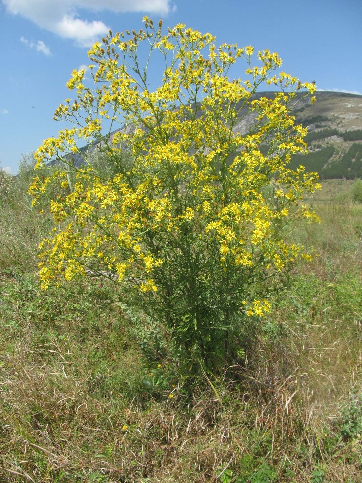 Senecio jacobaea