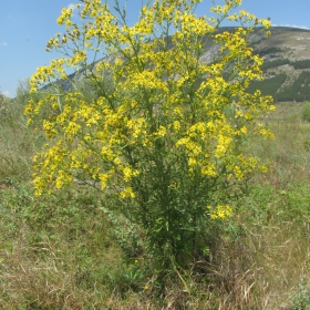 Senecio jacobaea