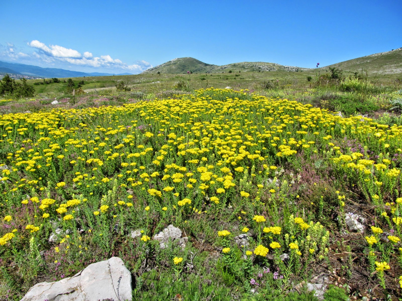 Haplophyllum suaveolens