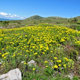 Haplophyllum suaveolens