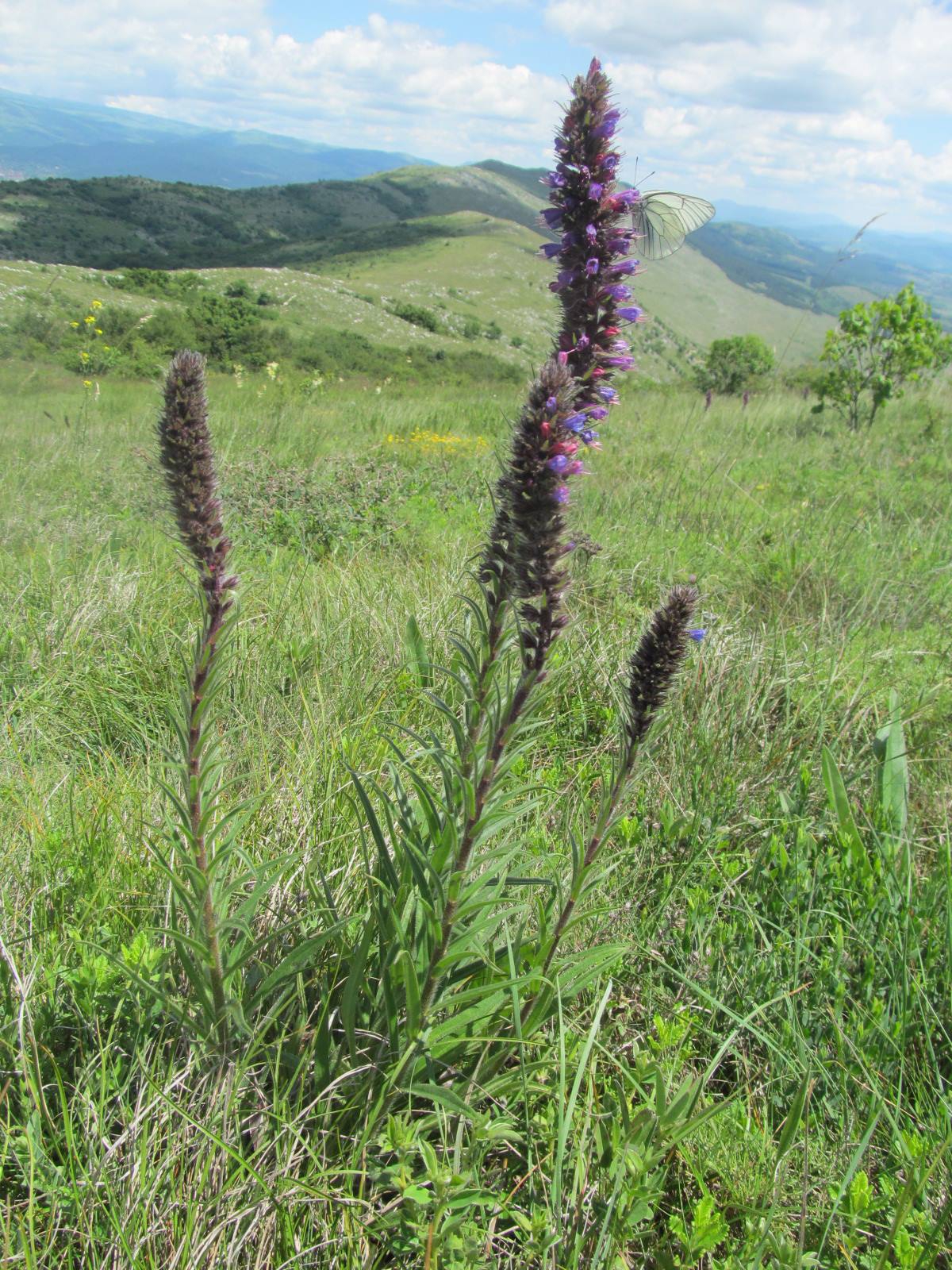 Echium russicum