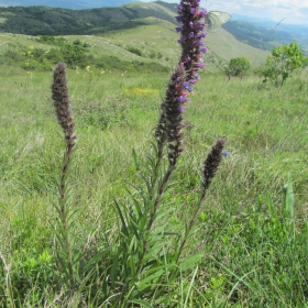 Echium russicum