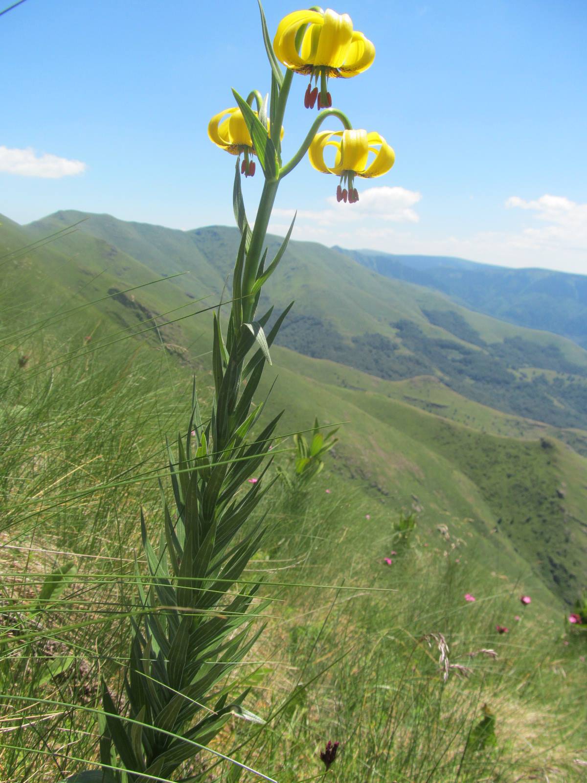 Lilium jankae