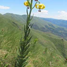 Lilium jankae