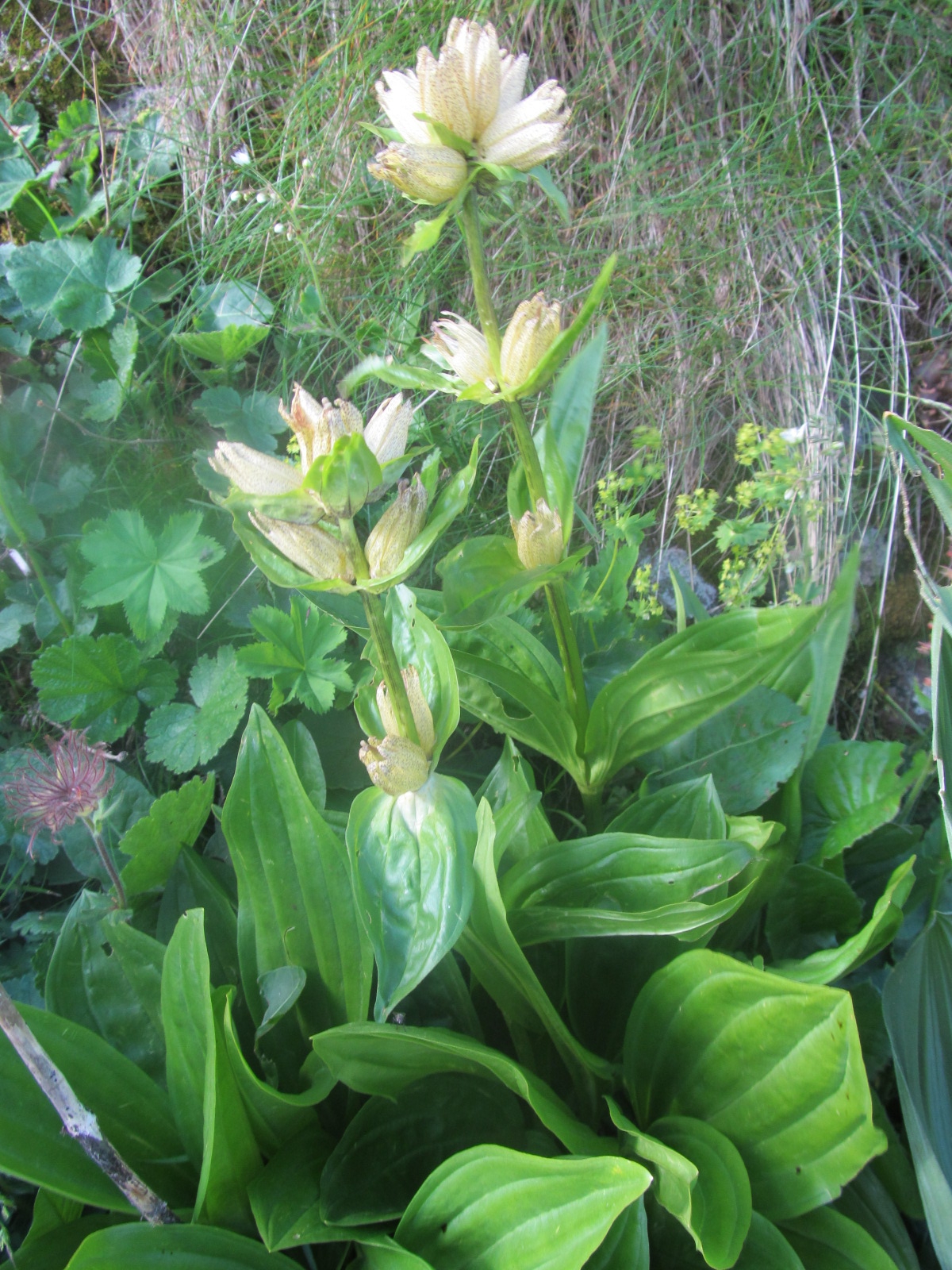 Gentiana punctata
