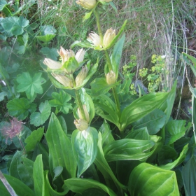 Gentiana punctata