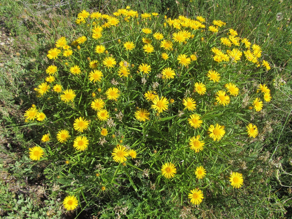 Inula ensifolia