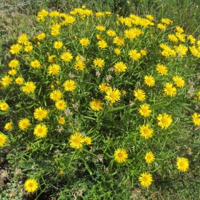 Inula ensifolia