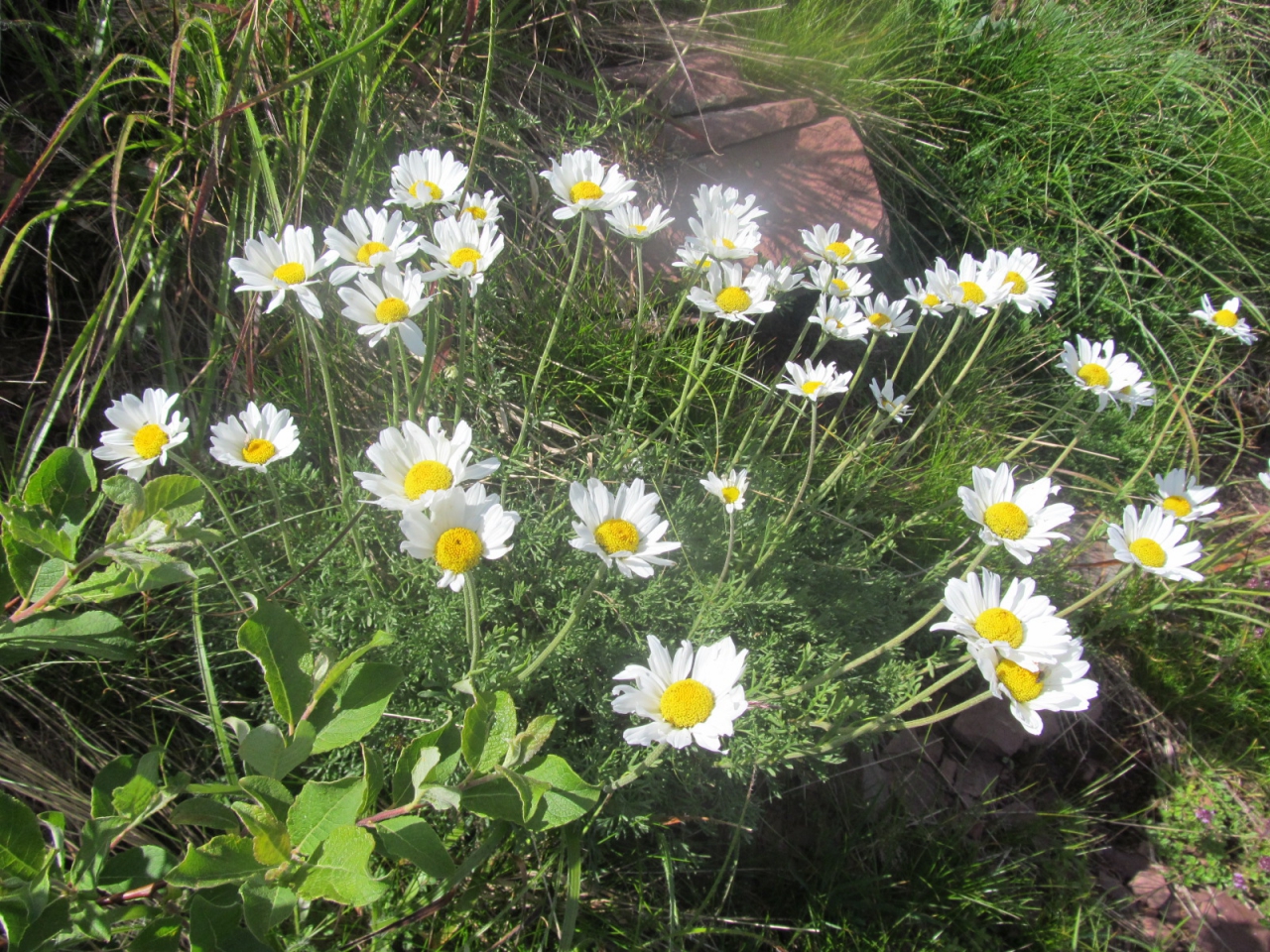 Anthemis carpatica