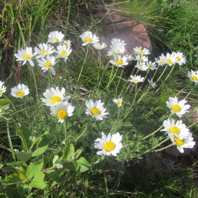 Anthemis carpatica