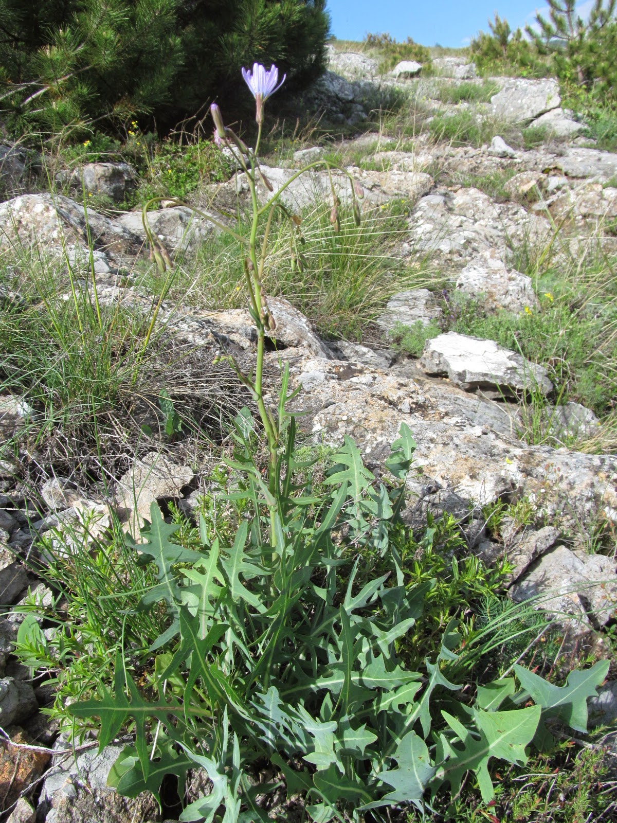 Lactuca perennis