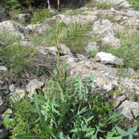 Lactuca perennis