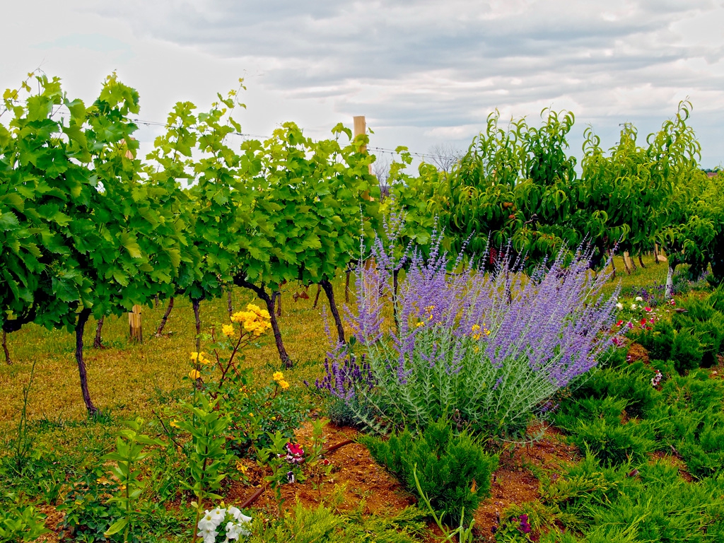 Старосел - Vineyard