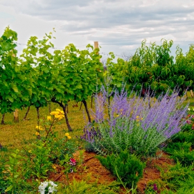 Старосел - Vineyard