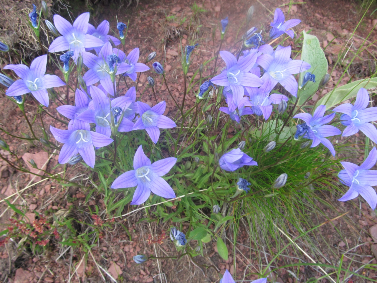 Campanula calycialata