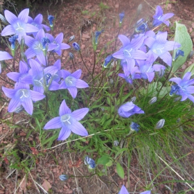 Campanula calycialata