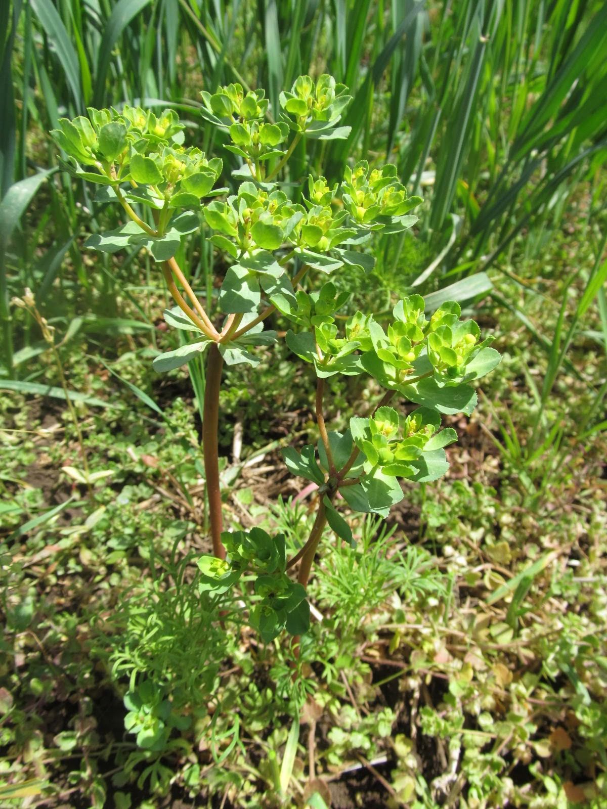 Euphorbia helioscopia