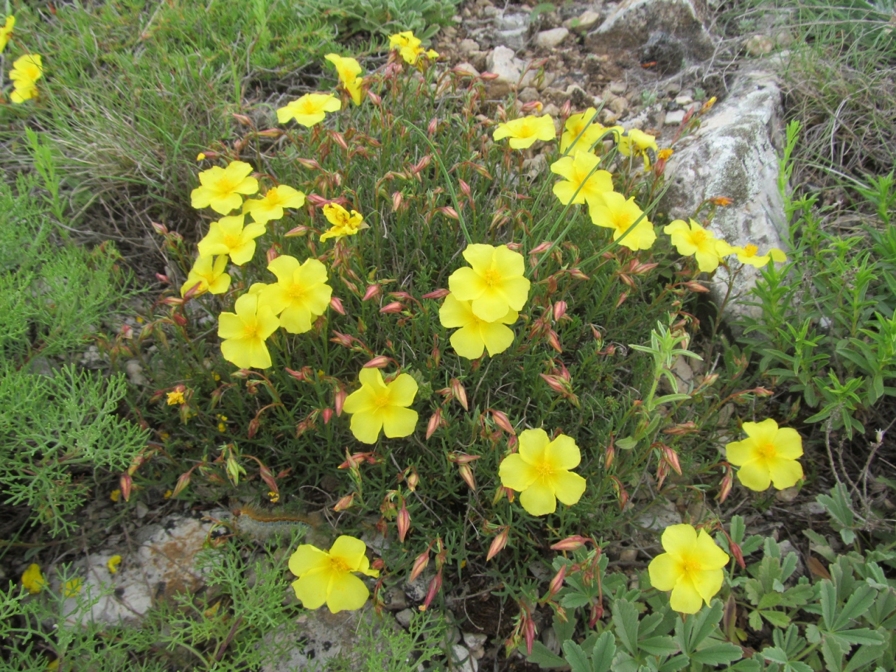 Fumana procumbens