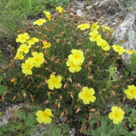 Fumana procumbens