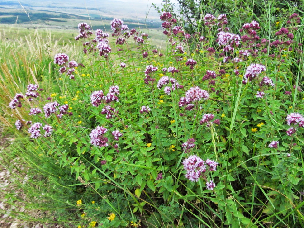 Origanum vulgare