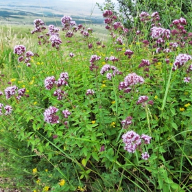 Origanum vulgare