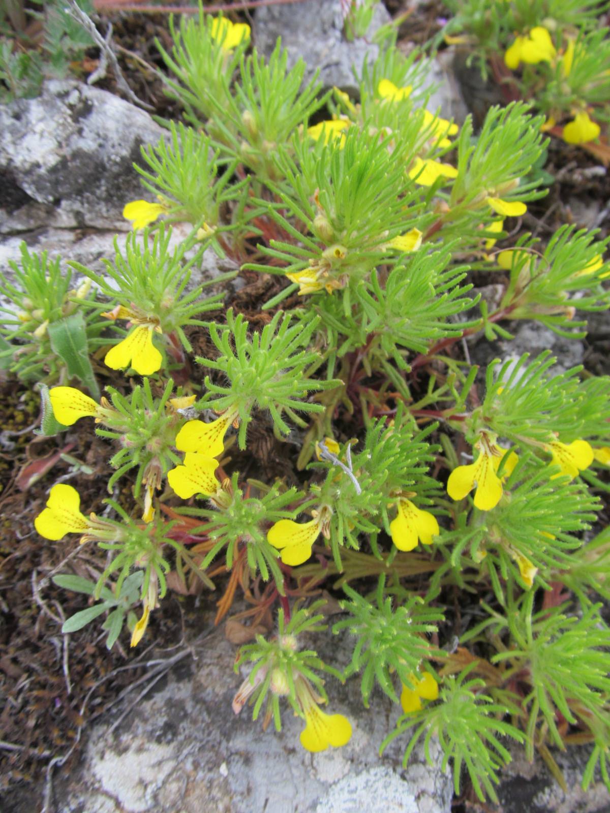 Ajuga chamaepitys