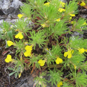 Ajuga chamaepitys