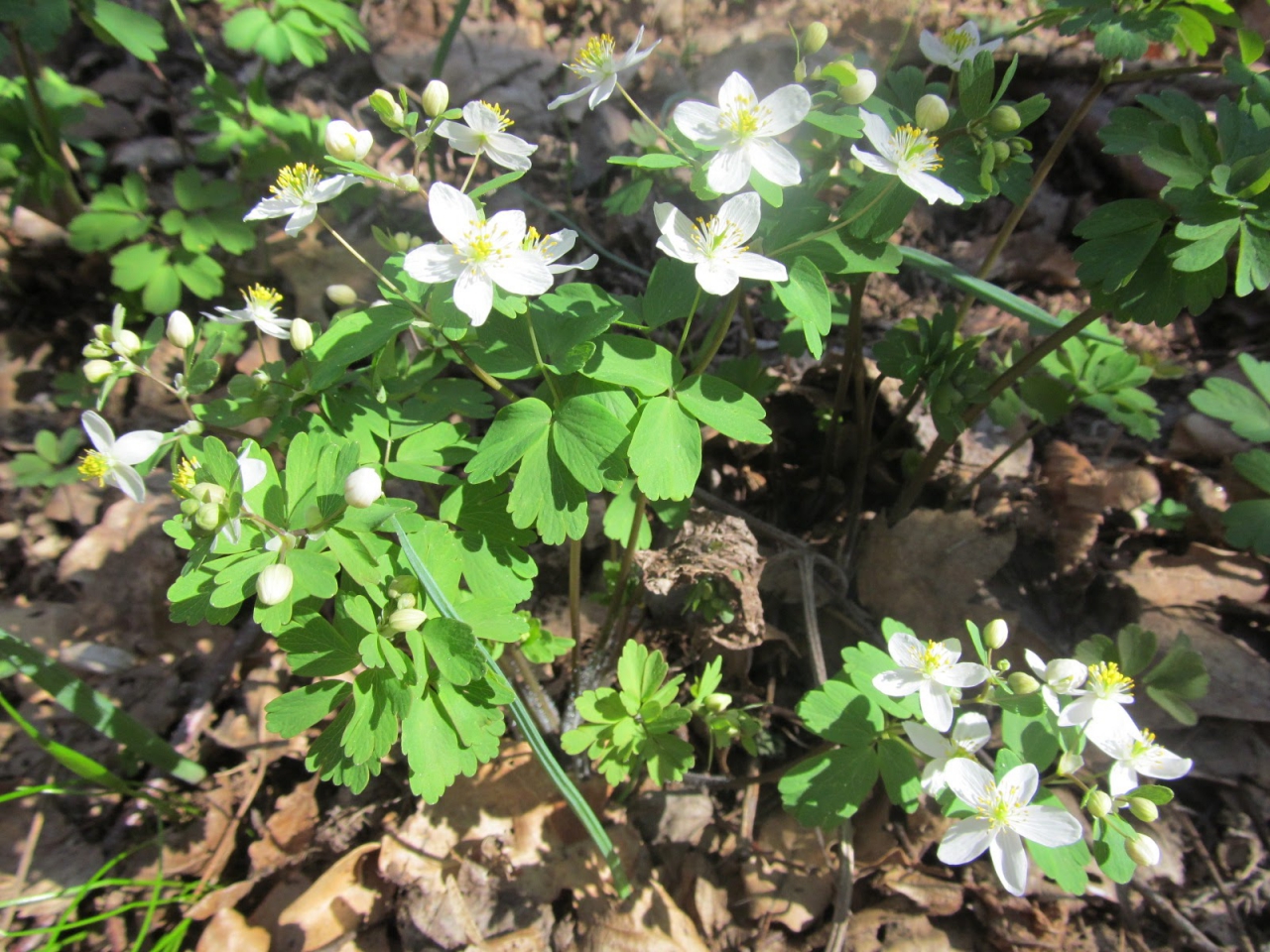 Isopyrum thalictroides