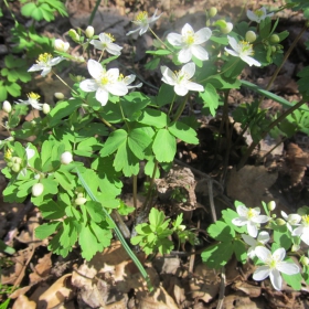 Isopyrum thalictroides