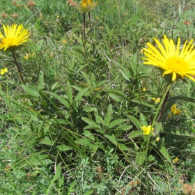 Inula hirta