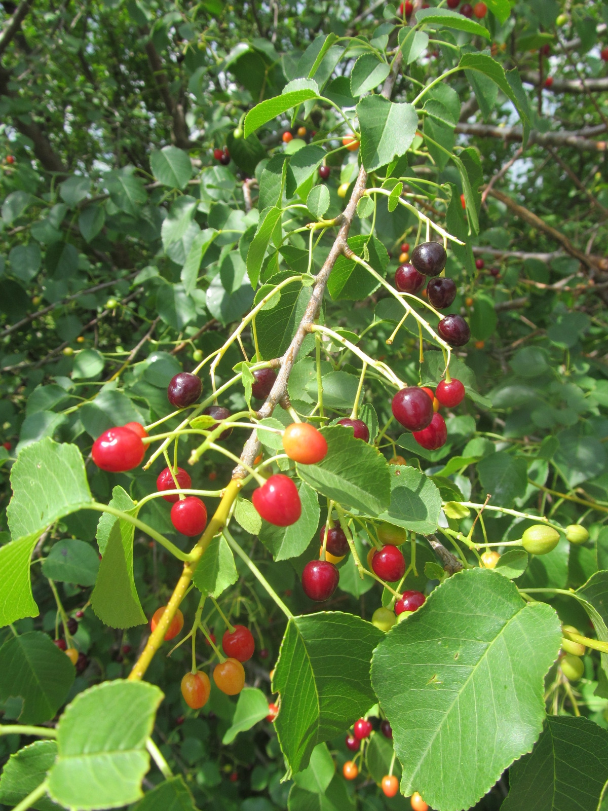 Prunus mahaleb