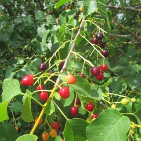 Prunus mahaleb