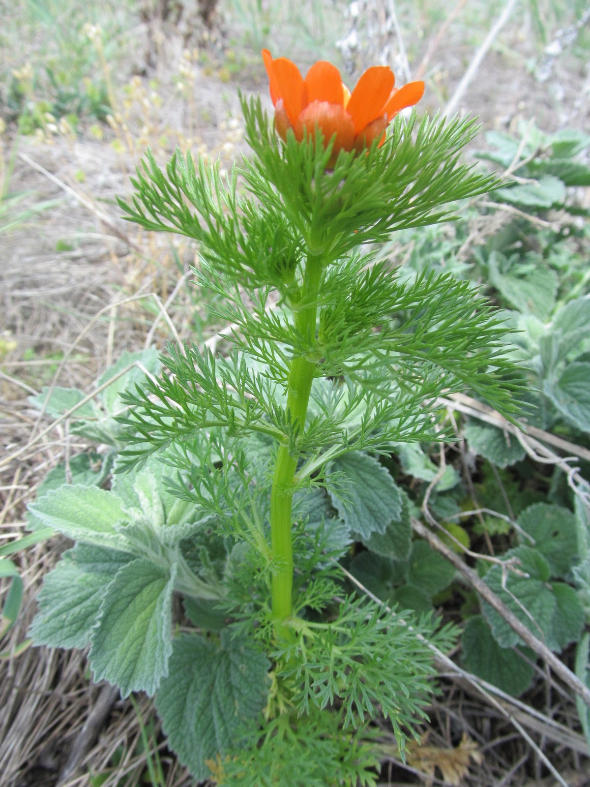 Adonis aestivalis