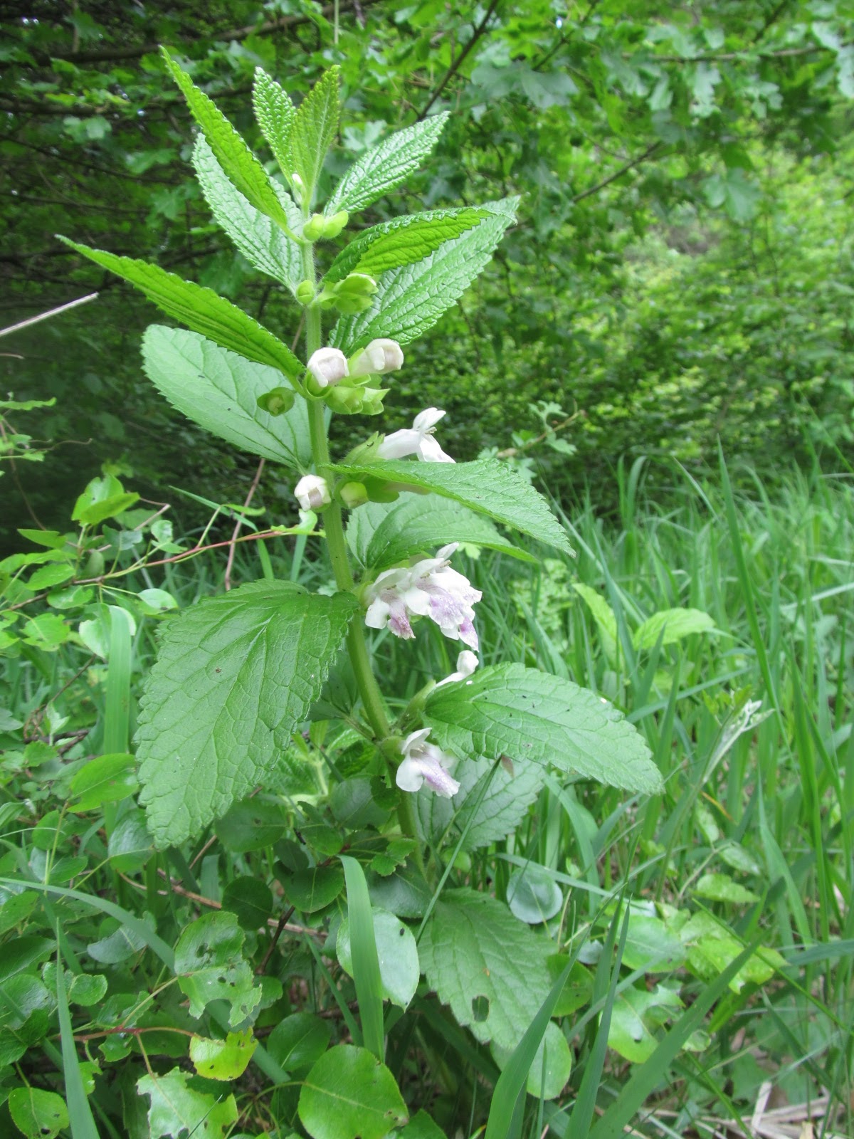 Melittis melissophyllum