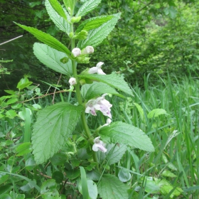 Melittis melissophyllum
