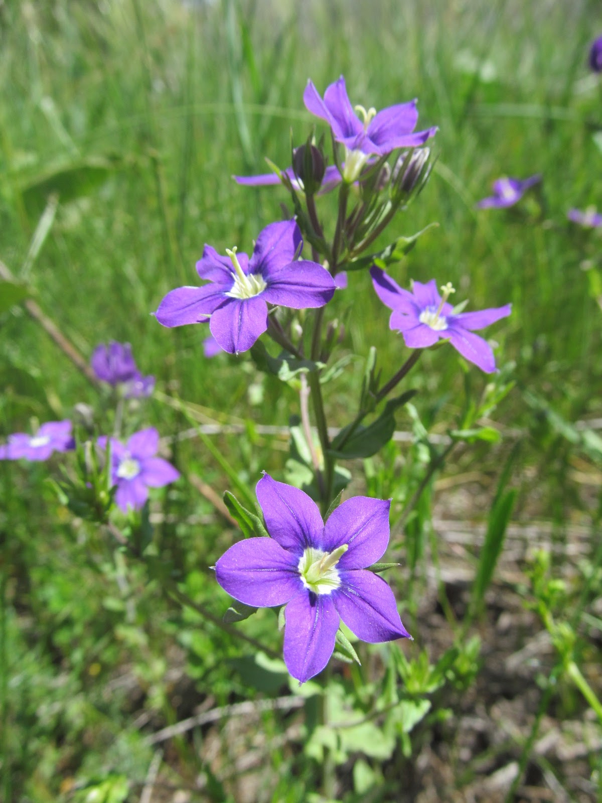 Legousia speculum-veneris